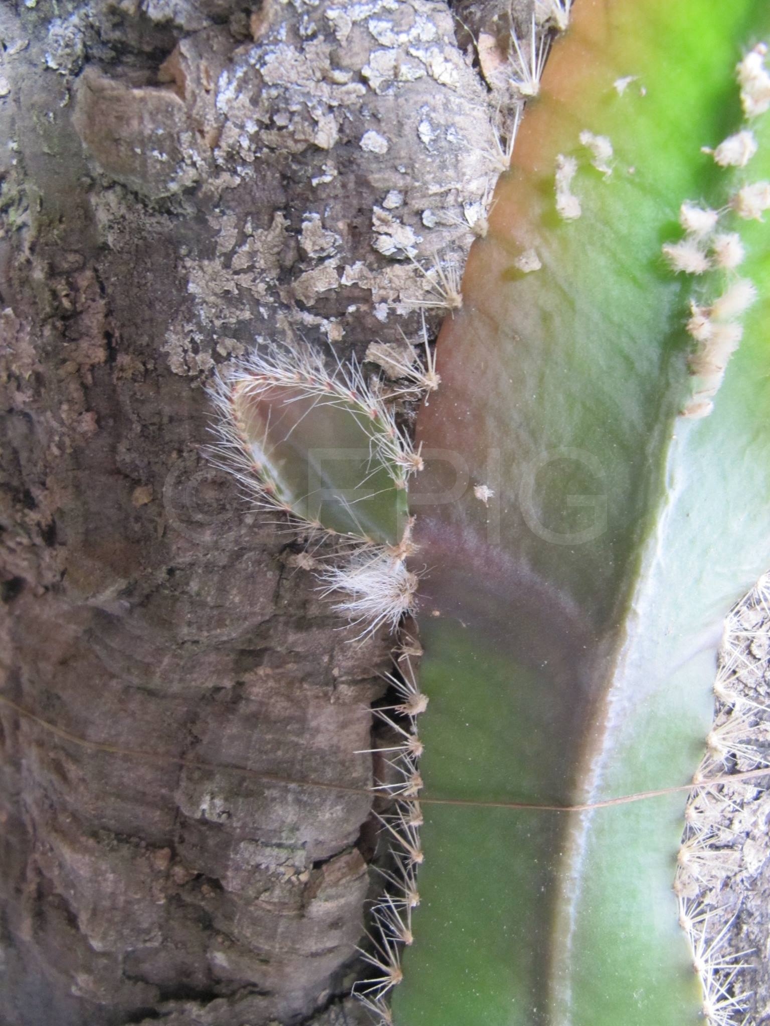 Strophocactus Interessengemeinschaft Epiphytische Kakteen