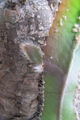 Strophocactus wittii (Foto Horst Kündiger)