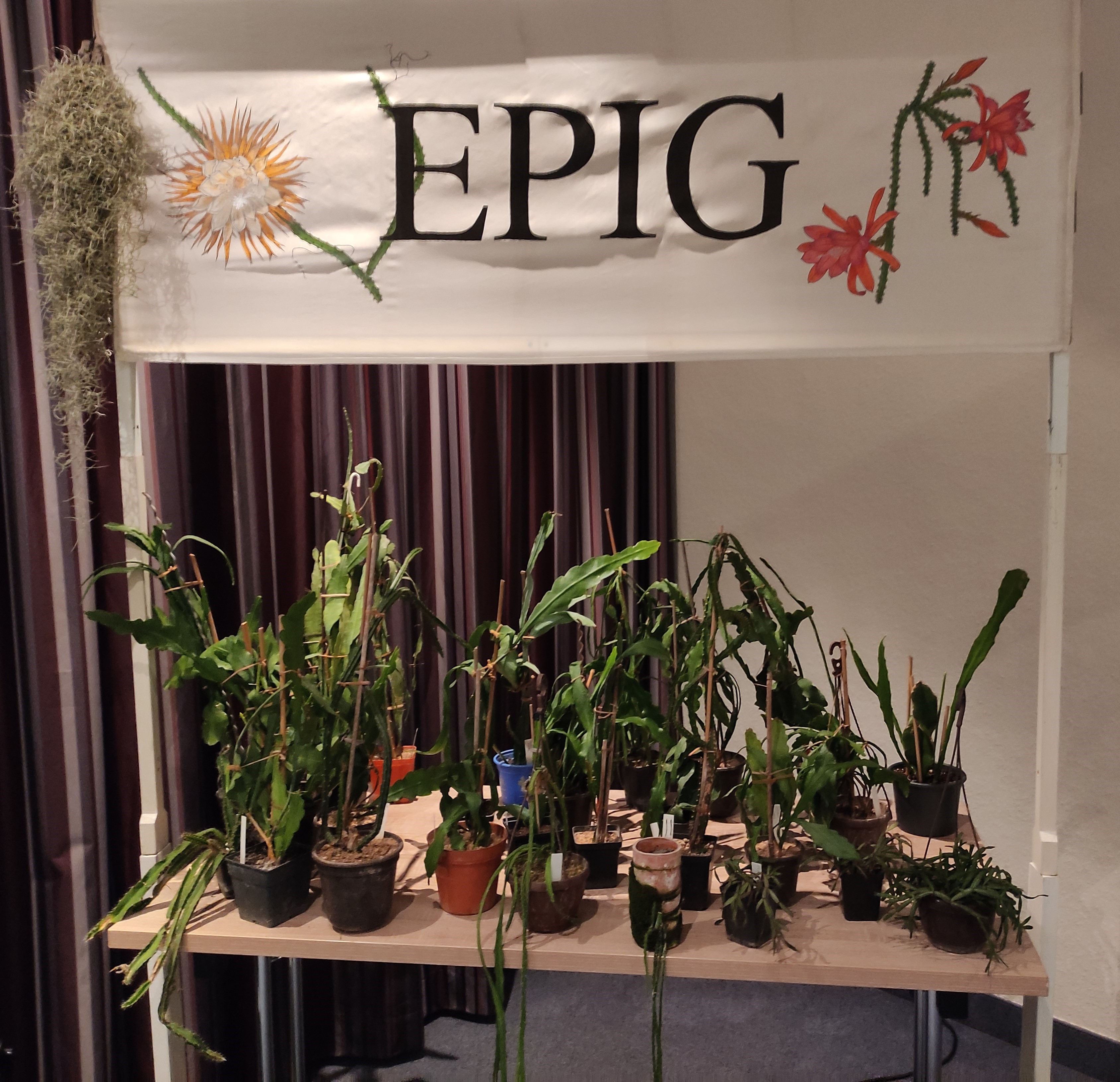 Abb. 2: Die EPIG hält die (Hupke-) Fahne hoch: Ein Teil der Versteigerungspflanzen (Foto: Florian Weida)