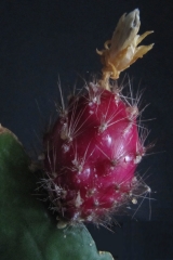 Weberocereus rosei Frucht (Foto Horst Kündiger)
