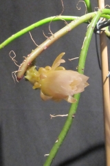 Weberocereus tunilla ssp. biolley (Foto Horst Kündiger)