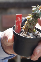 Peperomia wolfgang-krahnii Typklon im Botanischen Garten Heidelberg 2016 (Foto: Florian Weida)