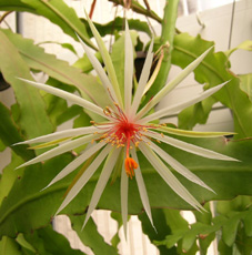 epiphyllum_phyllanthus_ssp._rubrocoronatum_0325s